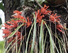 Pitcairnia heterophylla rare for sale  Indianapolis