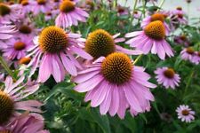 200 purple coneflower for sale  Borrego Springs