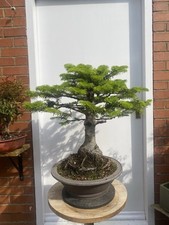 Bonsai tree for sale  SOUTH SHIELDS