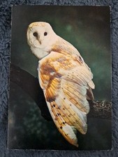 schleiereule gebraucht kaufen schleiereule gebraucht kaufen Hamburg