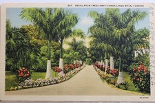 Cartão postal Florida FL Royal Palm Trees forrado de flores caminhada antigo vintage cartão visualização PC comprar usado  Enviando para Brazil