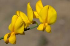 Crotalaria juncea sun for sale  San Francisco