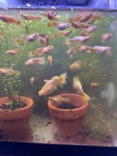 24k gold guppy for sale  El Monte