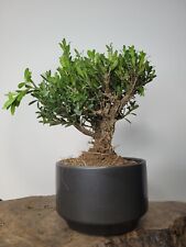 Boxwood shohin mame for sale  ELGIN