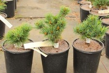 Pinus parviflora catherine for sale  Silverton