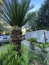 King sago palm for sale  Pensacola