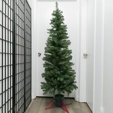 6ft pencil pine for sale  Santa Monica