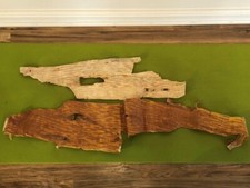 Natural large birch for sale  BASINGSTOKE