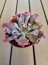 Echeveria trumpet pinky usato  Zeccone