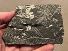 Extinct fossil fern for sale  Allentown