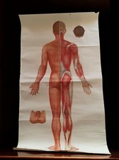 Affiche plan anatomique d'occasion Affiche plan anatomique d'occasion  Marseille XII