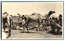 Somalie caravane chameaux d'occasion  Pagny-sur-Moselle