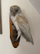 Beautiful taxidermy barn for sale  BOLTON