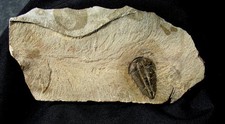 trilobite fossil for sale trilobite fossil for sale Lancaster