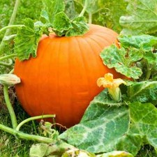 Live pumpkin plant for sale  Englishtown