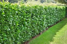 Cherry laurel evergreen for sale  NELSON