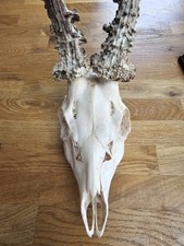 Roe deer skull for sale  BLYTH