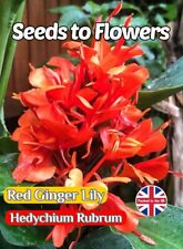 Red ginger lily for sale  STOKE-ON-TRENT