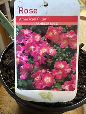 Potted litre climbing for sale  ALFRETON