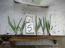 Aloe vera plants for sale  Glen Ellyn