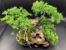 Aquarium bonsai dragon for sale  CARMARTHEN