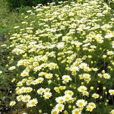 Anthemis tinctoria lemon for sale Anthemis tinctoria lemon for sale  BELPER