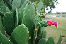Prickly pear opuntia for sale  Palm Bay