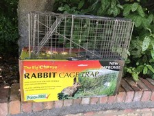Big cheese rabbit for sale  FOLKESTONE