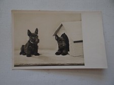 Hunde hundehütte 19 gebraucht kaufen  Neu-Ulm
