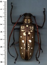 Cerambycidae batocera victoria d'occasion  France