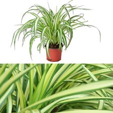 Spider plant 12cm for sale  GLASGOW
