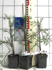 Sequoiadendron giganteum pendu gebraucht kaufen  Bad Bergzabern