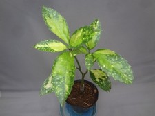 Aucuba japonica shounanmangets for sale  USA