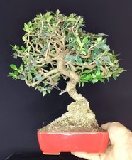 Bonsai olivastro chuhin usato  Cison di Valmarino