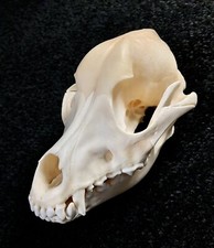 Hundeschädel unterkiefer knoc gebraucht kaufen  Belzig