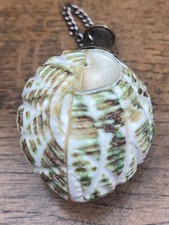 Rare antique shell for sale  YEOVIL