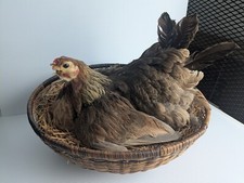 Genuine taxidermy chicken for sale  Mercer
