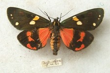 Scarlet tiger dominula for sale  UK