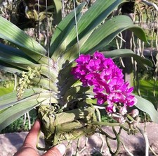 Orchid rhynchostylis gigantea for sale  Houston