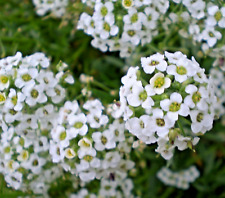 Samen blüten duft gebraucht kaufen  Calw