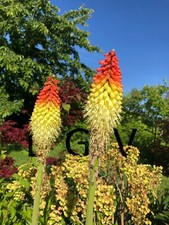 100 graines fleurs d'occasion  Colombes