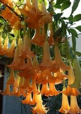 Brugmansia angels trumpet for sale  Melbourne