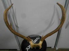 Fresh brown 3x3 for sale  Florence