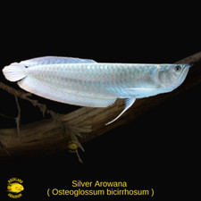 Silver arowana osteoglossum for sale  Nanuet