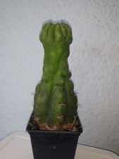 San pedro monstrose gebraucht kaufen  Lünen