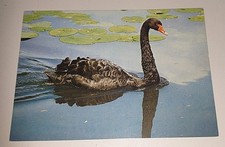Schwarzer schwan black gebraucht kaufen  Haßmersheim