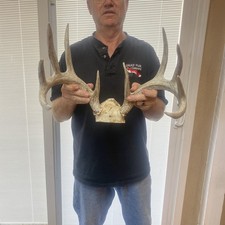 Nice 10pt 132 for sale  Ellis