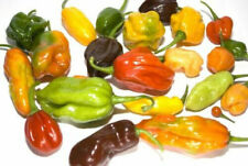 Mix habanero giallo usato  Italia