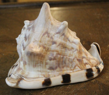 Natural seashell horned for sale  Hilliard