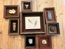 Framed fossil collection for sale  Mckinney